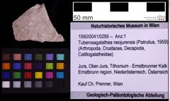 Foto (Objekt + Etiketten) von Tuberosagalathea neojurensis (Patrulius, 1959) (NHMW-GEO-1990-0041-0295)